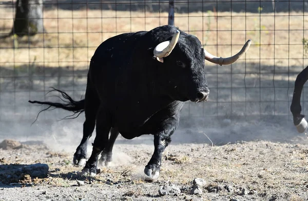 Spaanse Dappere Stier Veehouderij — Stockfoto