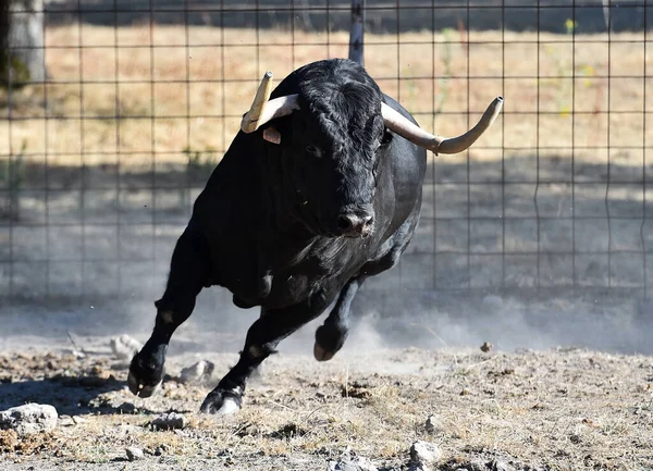 Spanischer Tapferer Bulle Der Rinderfarm — Stockfoto