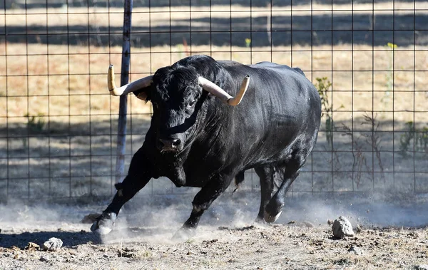 Spanyol Cesur Boğası Sığır Çiftliğinde — Stok fotoğraf