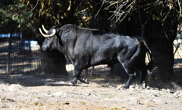 牛飼育場でのスペインの勇敢な雄牛 — ストック写真