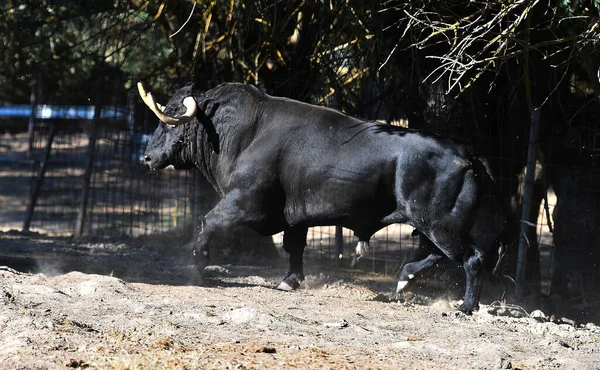 Spanischer Tapferer Bulle Der Rinderfarm — Stockfoto