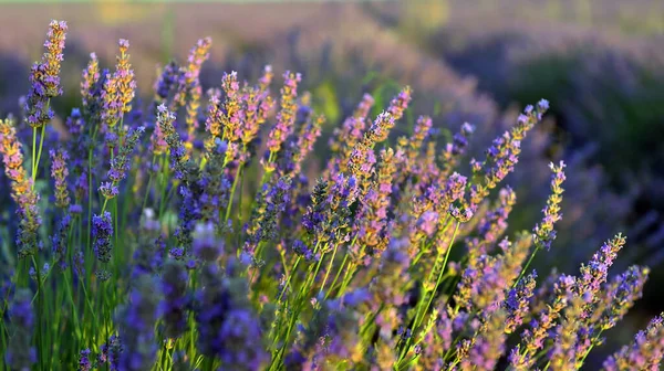 Una Modella Bionda Cavallo Campo Lavanda — Foto Stock