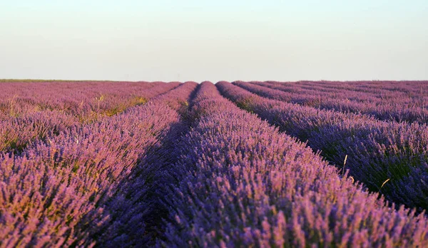 Una Modella Bionda Cavallo Campo Lavanda — Foto Stock