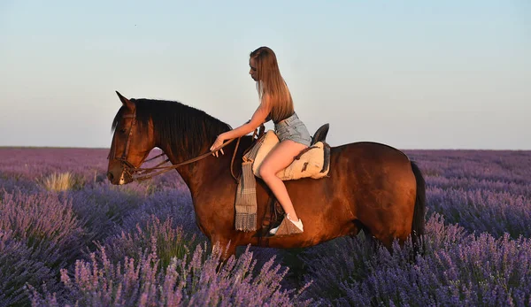 Blonde Model Riding Horse Lavender Field — Stock Photo, Image