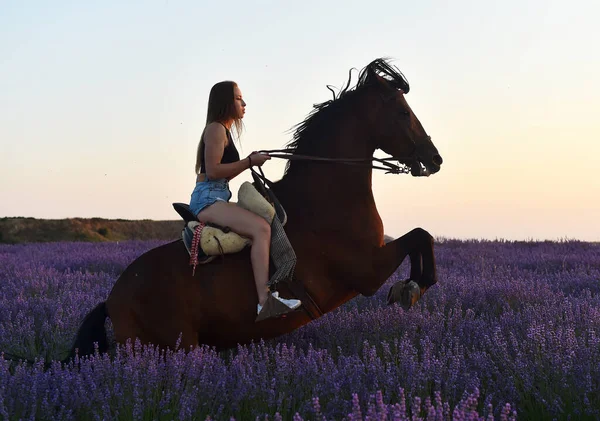 Jovem Modelo Blodne Campo Lavanda Lindo — Fotografia de Stock