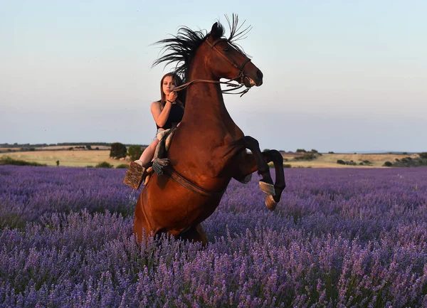 Jovem Modelo Blodne Campo Lavanda Lindo — Fotografia de Stock