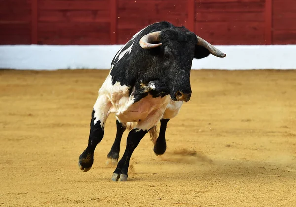 Spaanse Zwarte Stier Met Grote Hoorns Het Veld — Stockfoto