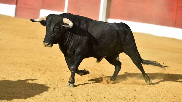 Tarlada Büyük Boynuzları Olan Spanyol Siyah Boğası — Stok fotoğraf