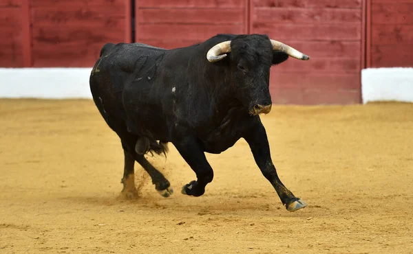 Spanyol Fekete Bika Nagy Szarvakkal Mezőn — Stock Fotó