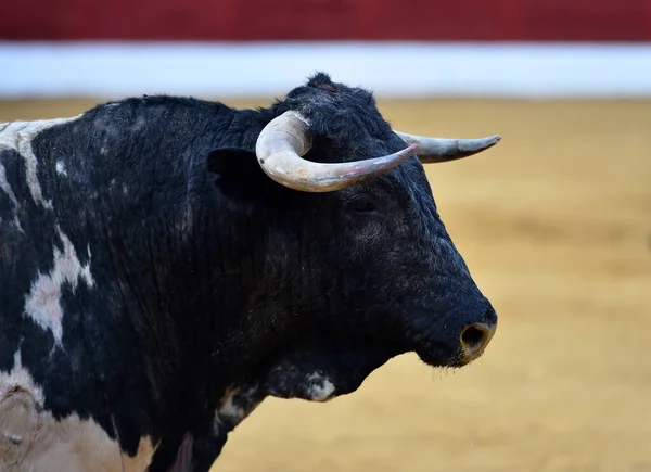 spanish black bull with big horns in the field