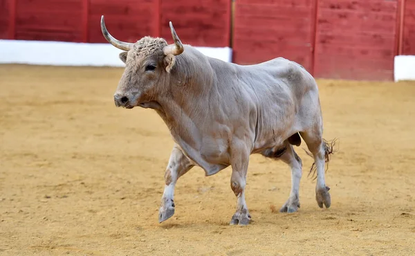 Spanska Modiga Tjur Med Stora Horn Spanien — Stockfoto