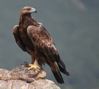 İspanya 'da güçlü bir altın kartal