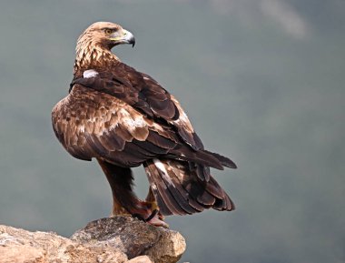 İspanya 'da güçlü bir altın kartal