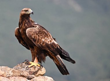 İspanya 'da güçlü bir altın kartal