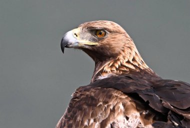 İspanya 'da güçlü bir altın kartal