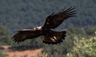 İspanya 'da güçlü bir altın kartal