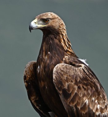 İspanya 'da güçlü bir altın kartal