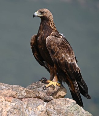 İspanya 'da güçlü bir altın kartal