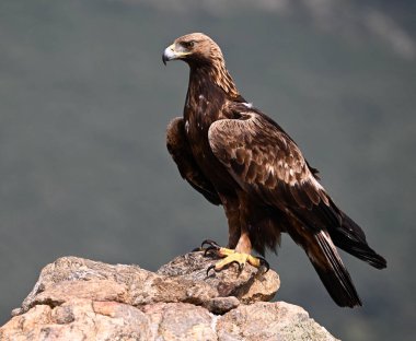 İspanya 'da güçlü bir altın kartal