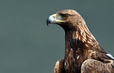 İspanya 'da güçlü bir altın kartal