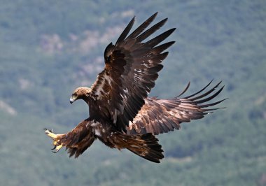 İspanya 'da güçlü bir altın kartal