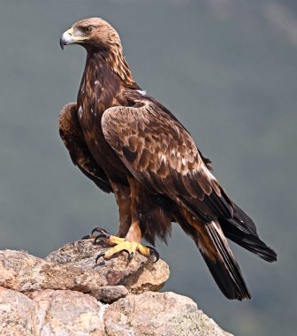 İspanya 'da güçlü bir altın kartal