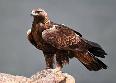 İspanya 'da güçlü bir altın kartal