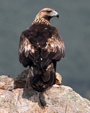 İspanya 'da güçlü bir altın kartal