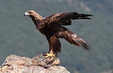 İspanya 'da güçlü bir altın kartal