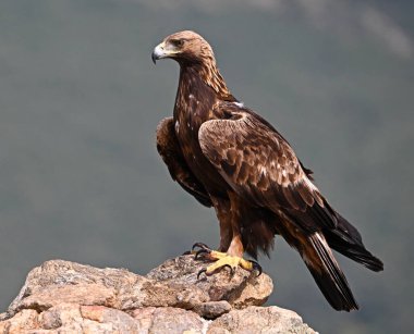 İspanya 'da güçlü bir altın kartal