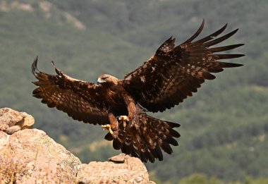 a majestic golden eagle in the mountain