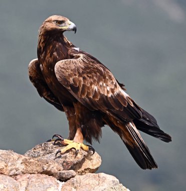 a majestic golden eagle in the mountain