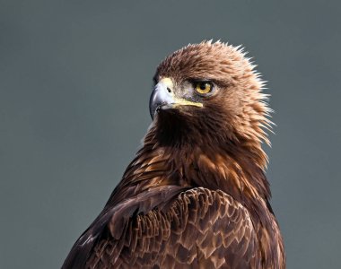 a majestic golden eagle in the mountain