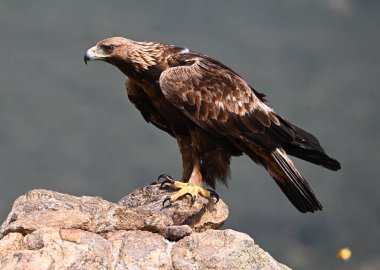 a majestic golden eagle in the mountain