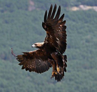 a majestic golden eagle in the mountain