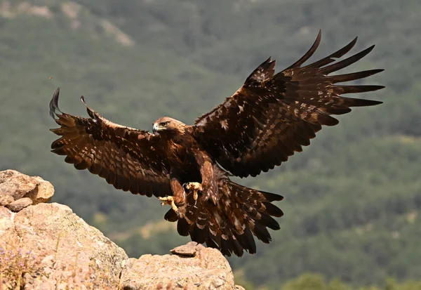 a majestic golden eagle in the mountain
