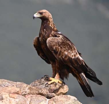 İspanya 'da güçlü bir altın kartal