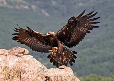 İspanya 'da güçlü bir altın kartal