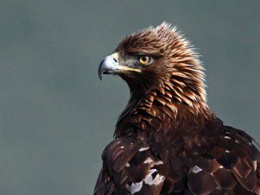 Dağda ciddi bir altın kartal