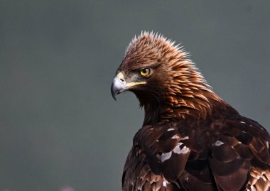 Dağda ciddi bir altın kartal