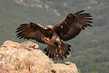 Dağda ciddi bir altın kartal