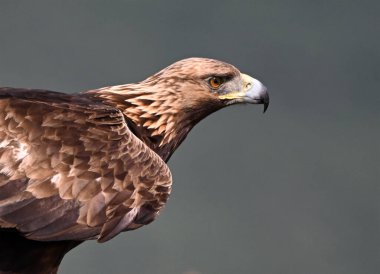 Dağda ciddi bir altın kartal