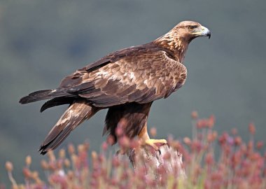 Dağda ciddi bir altın kartal