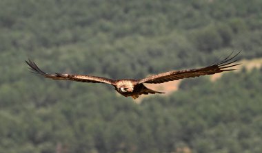 Dağda ciddi bir altın kartal
