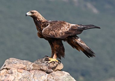 Dağda ciddi bir altın kartal