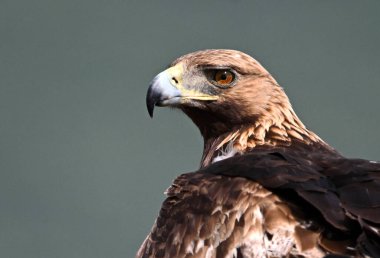 Dağda ciddi bir altın kartal