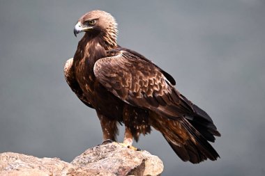 Dağda ciddi bir altın kartal