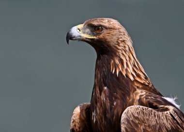 Dağda ciddi bir altın kartal