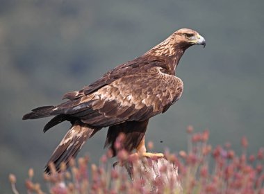 İspanya 'da görkemli bir altın kartal
