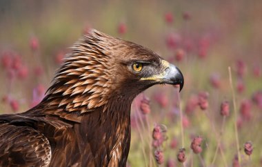 İspanya 'da görkemli bir altın kartal